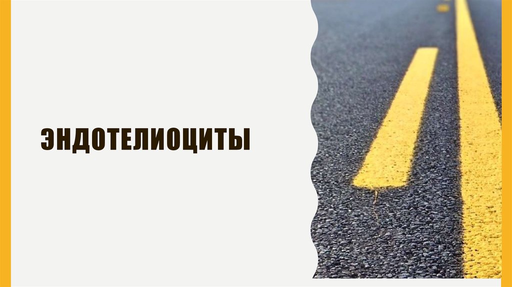 Эндотелиоциты