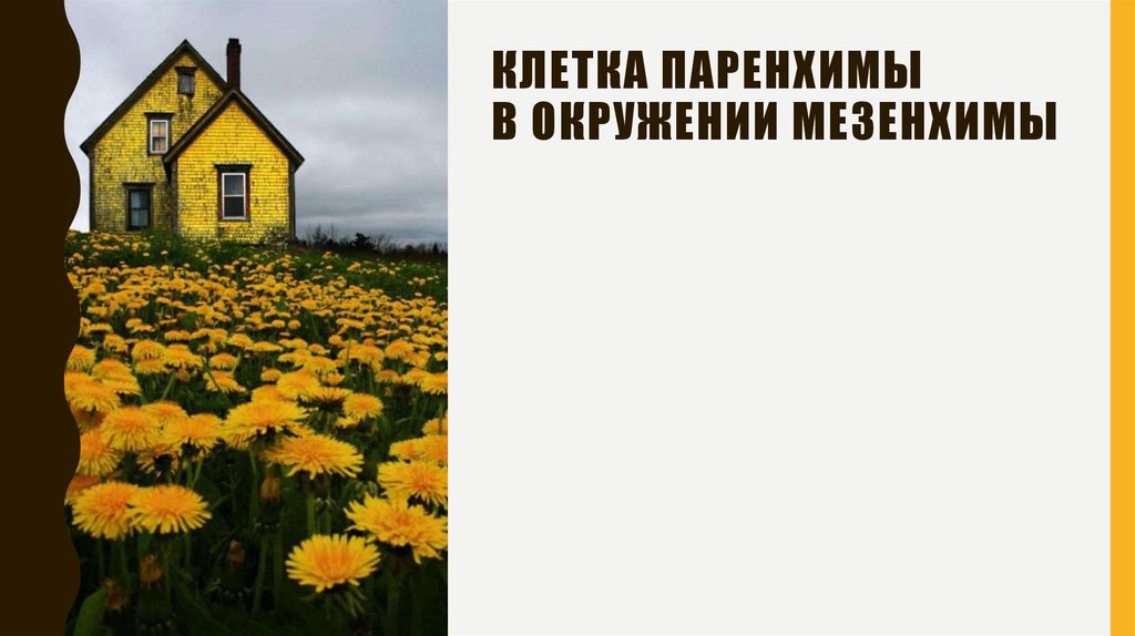 Клетка паренхимы в окружении мезенхимы