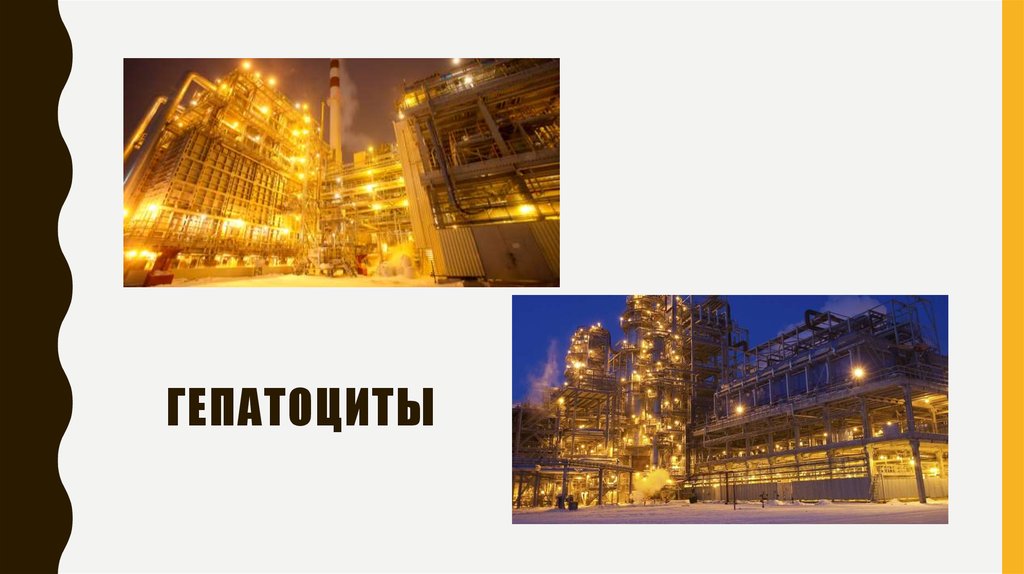 гепатоциты