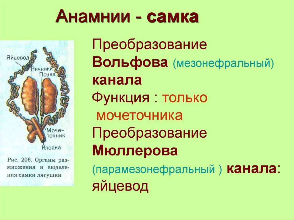 Яйцевод. Анамнии. Анамнии представители. Анамнии рыбы земноводные. Парамезонефральный канал анамнии самки.