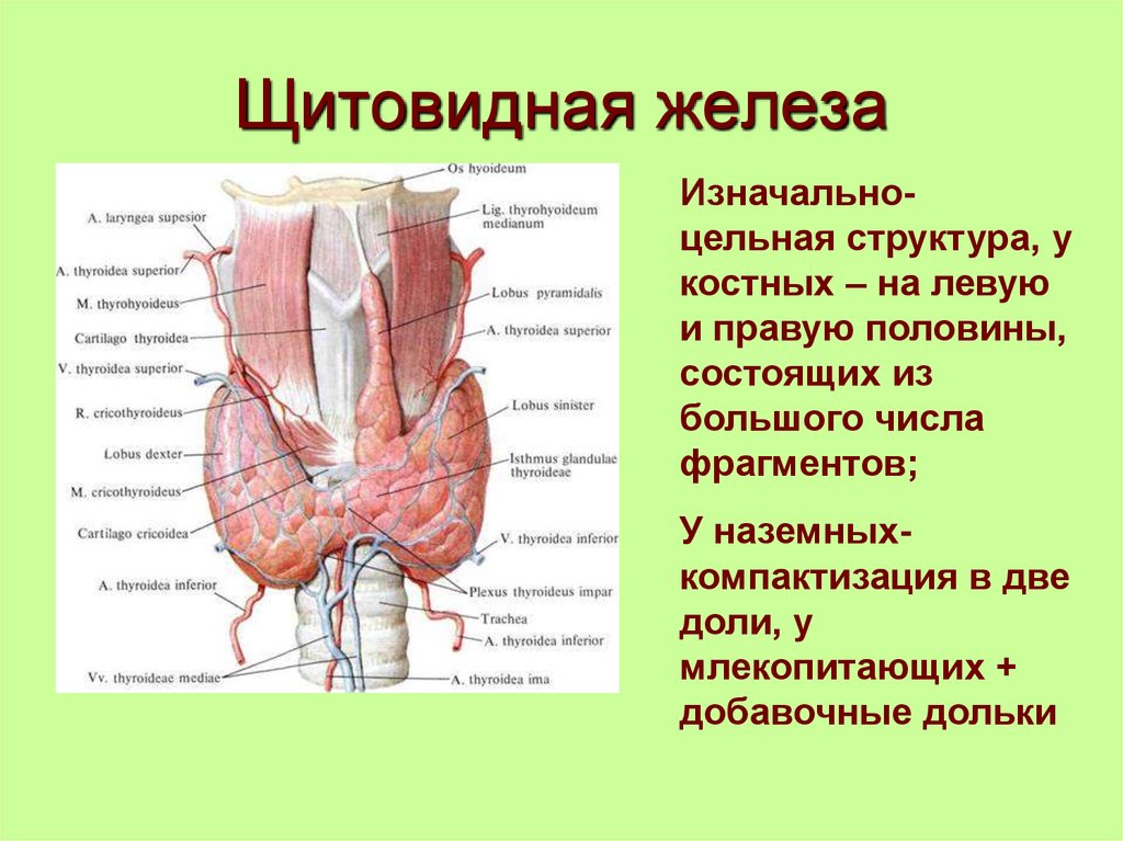 Щитовидная железа доли. Строение доли щитовидной железы. Строение дольки щитовидной железы. Доли щитовидной железы состоят из. Анатомия добавочной доли щитовидной железы.