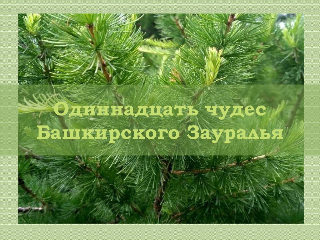 11 чудес. Сообщение на тему хозяйство башкирского Зауралья.