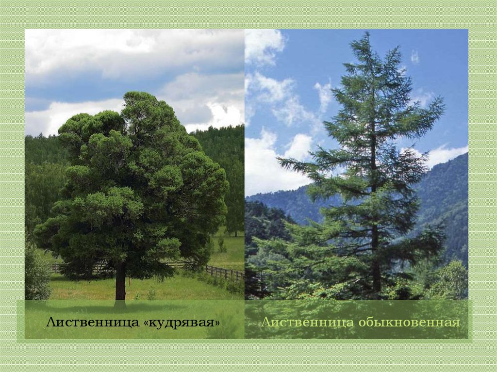 Лиственница «кудрявая»