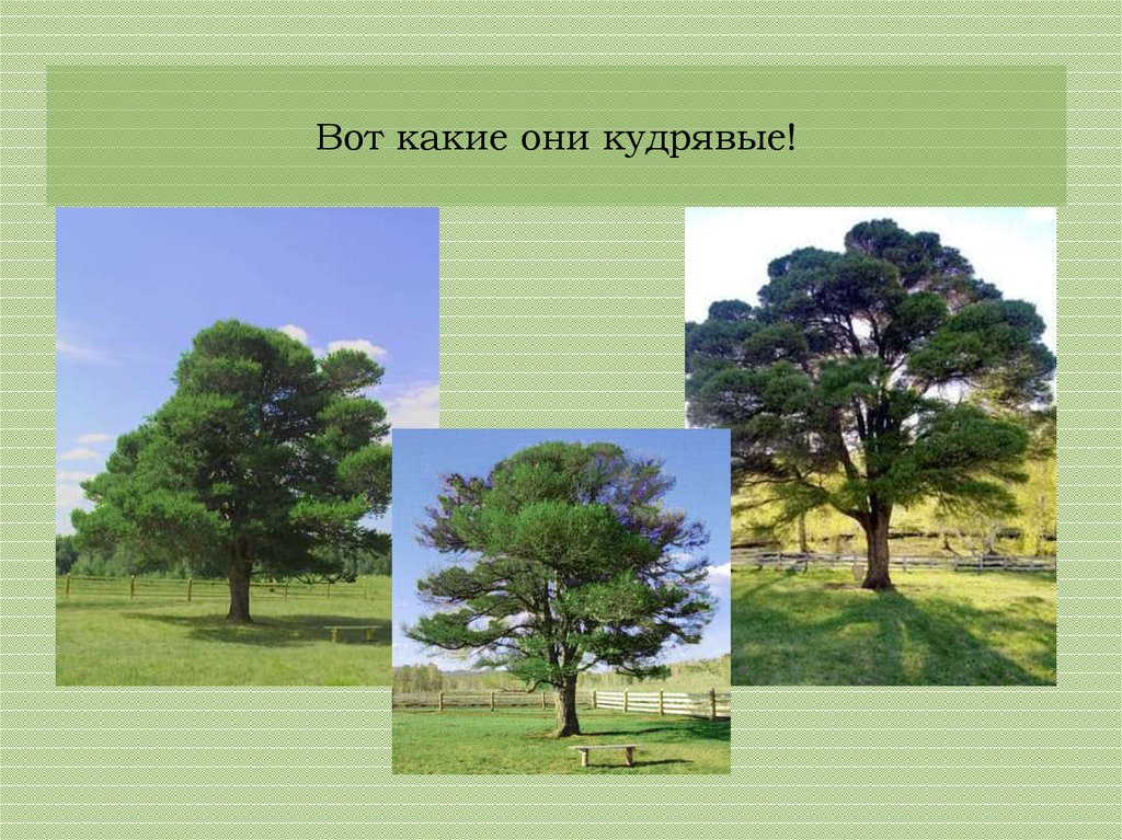 Вот какие они кудрявые!