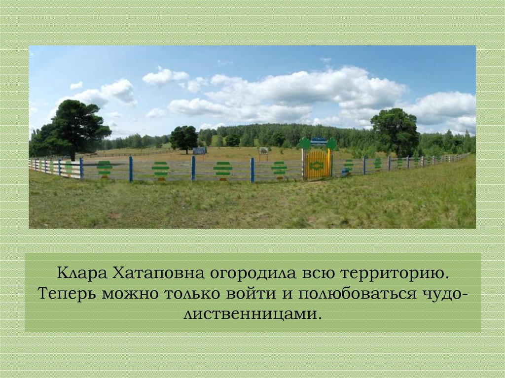 Клара Хатаповна огородила всю территорию. Теперь можно только войти и полюбоваться чудо-лиственницами.