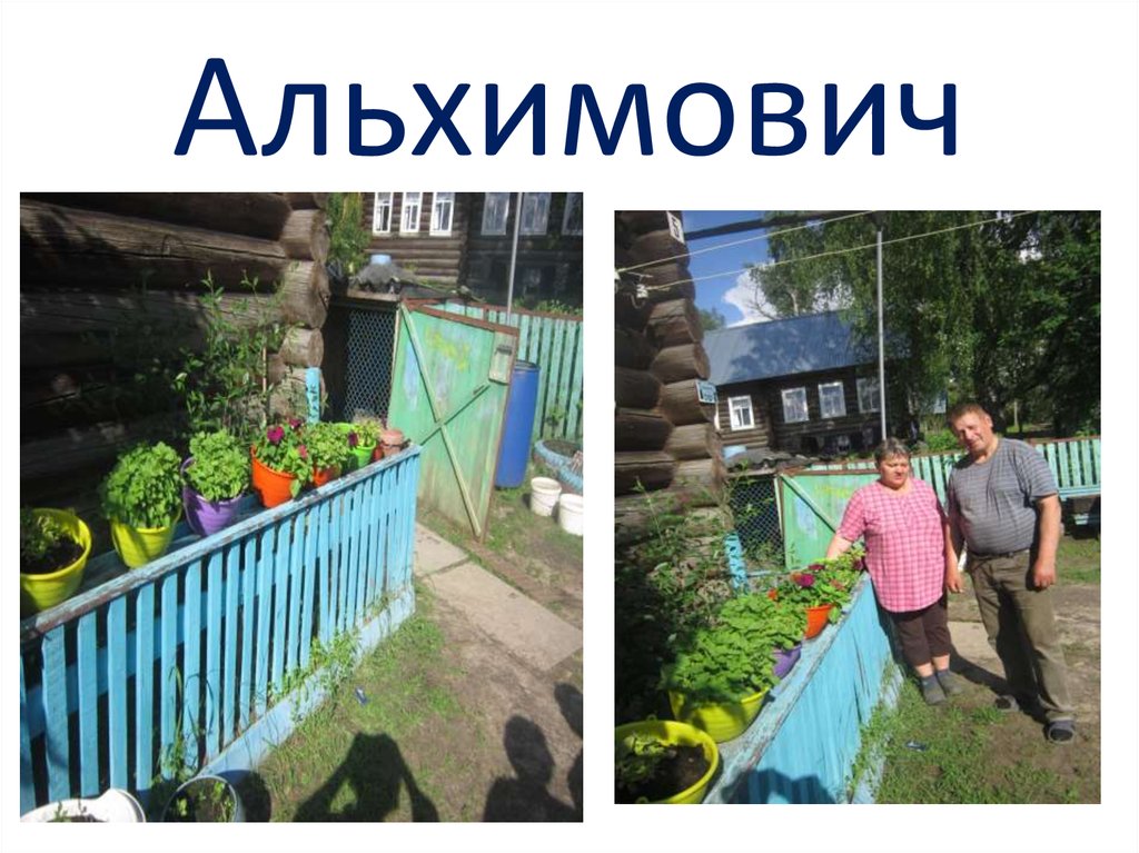 Альхимович