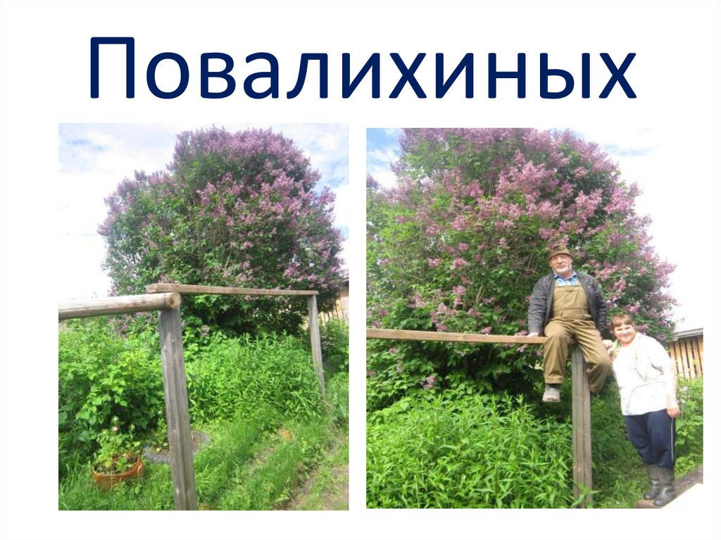 Повалихиных