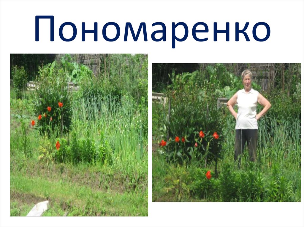 Пономаренко