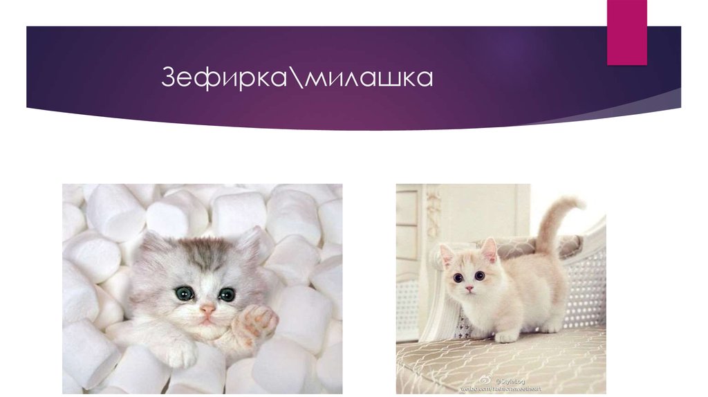 Зефирка\милашка