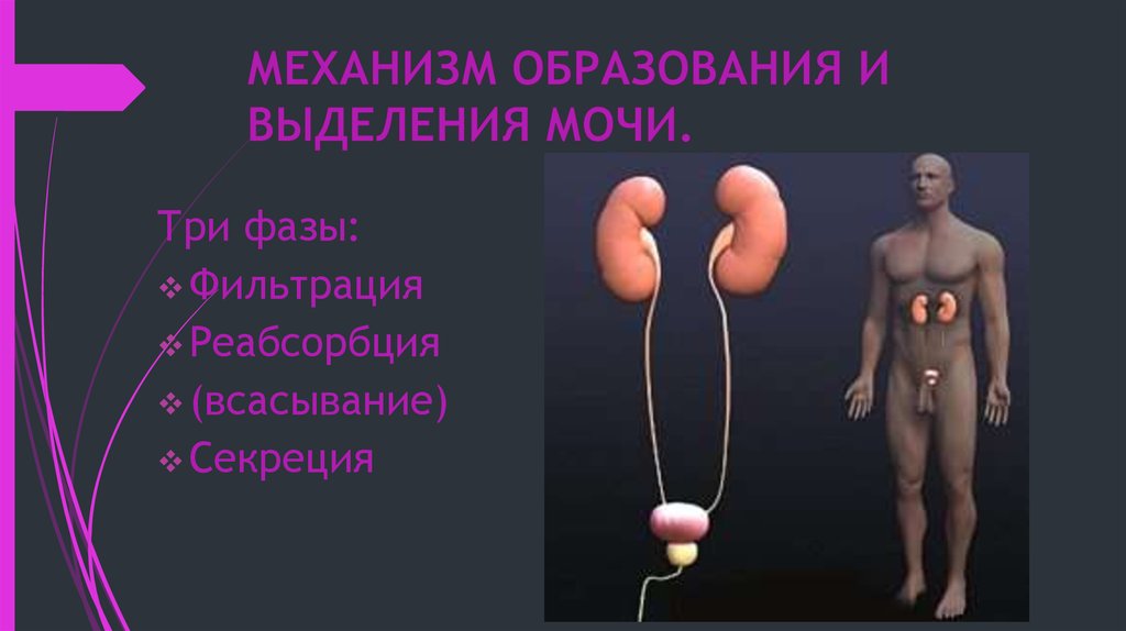 Механизм образования и выделения мочи.