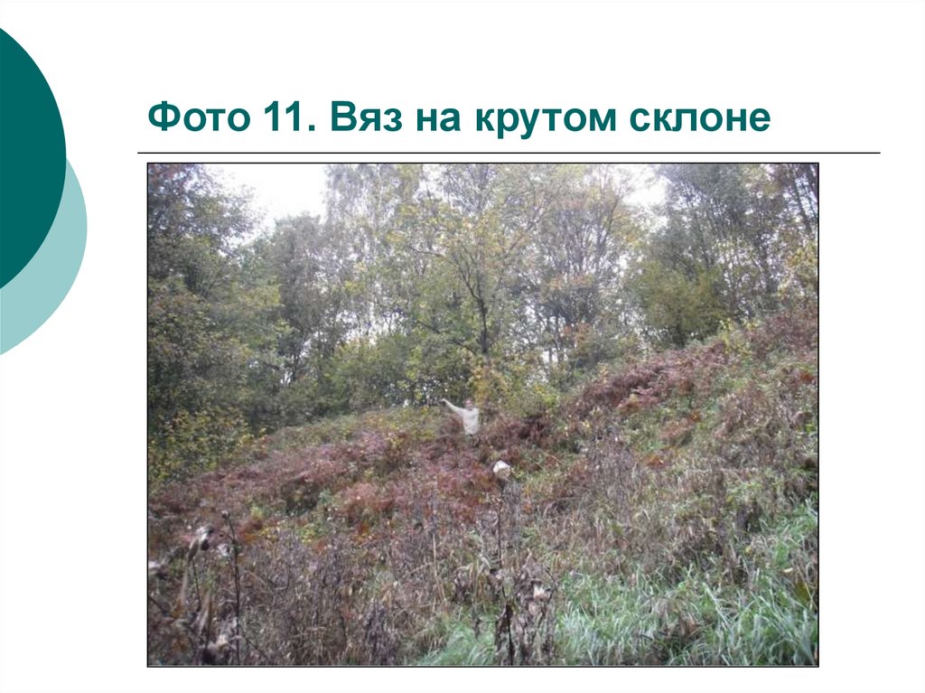 Фото 11. Вяз на крутом склоне