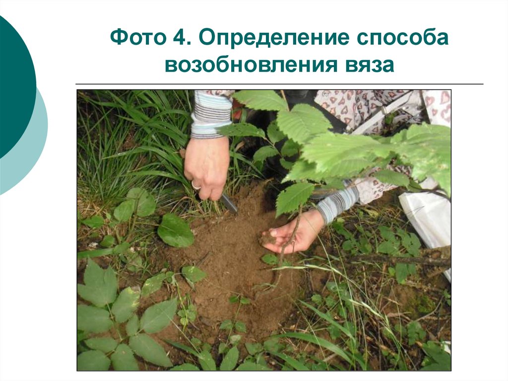 Фото 4. Определение способа возобновления вяза