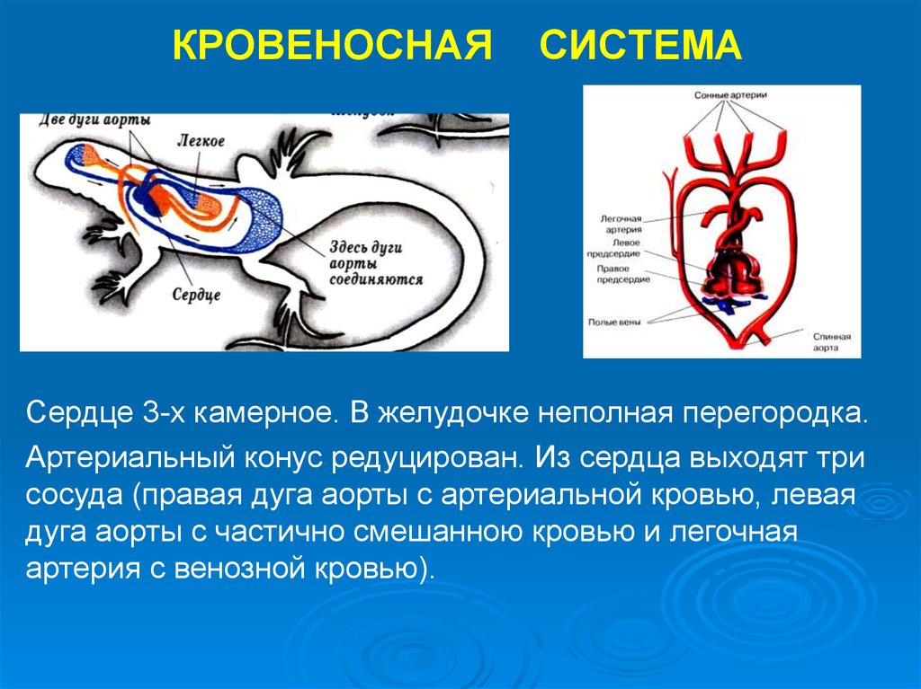 Камерное сердце у пресмыкающихся. Кровеносная система. Кровеносная система рептилий. Правая дуга аорты у пресмыкающихся. Артериальная кровь у рептилий.