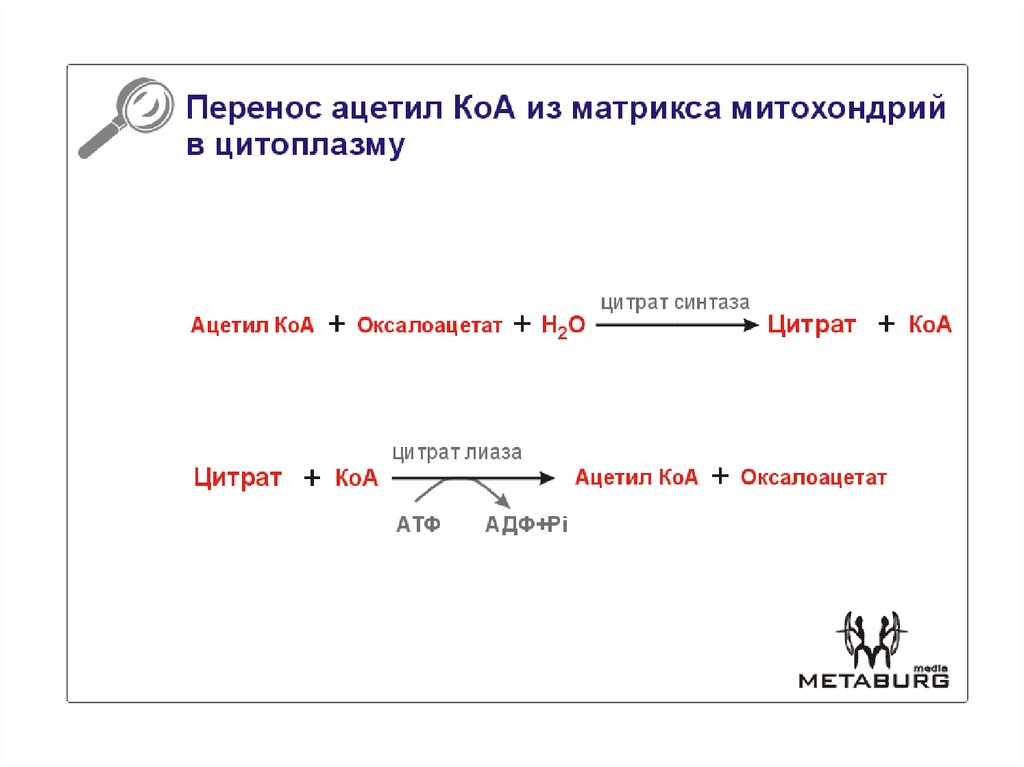 Отрицательный перенос. Транспорт ацетил КОА из митохондрий в цитоплазму. Перенос ацетил КОА из митохондрий в цитоплазму. Транспорт ацетил КОА В митохондрии. Транспорт ацетил КОА В цитоплазму.