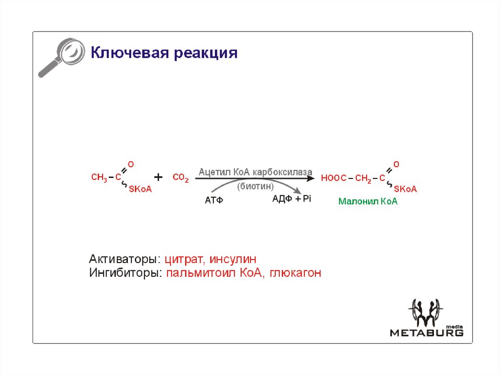 Образование ацетил кофермента а образование атф