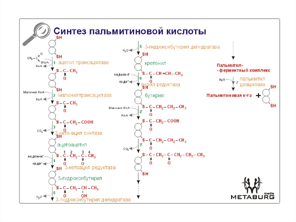 Кетоновые тела три креста