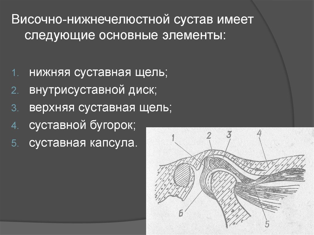 Нижнечелюстной сустав анатомия