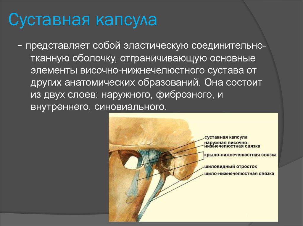 Височно нижнечелюстной сустав. Синовиальная мембрана височно нижнечелюстного сустава. Синовиальная капсула сустава ВНЧС. Анатомия суставной капсулы ВНЧС. Суставная капсула височно-нижнечелюстного сустава.