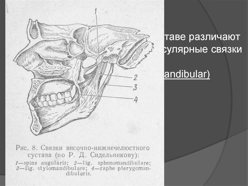 Соединение нижнечелюстной и височной кости. Височно-нижнечелюстной сустав. Челюстно лицевой сустав анатомия. Связки ВНЧС анатомия. Височный Нижний челюстной сустав.