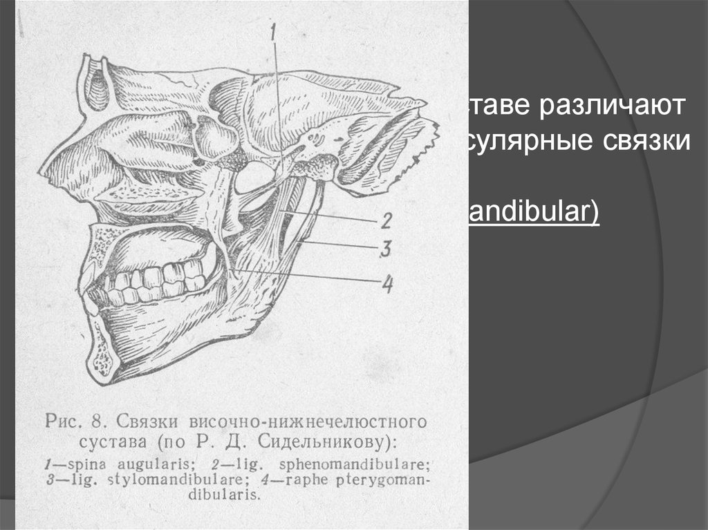 Нижняя челюсть и височно нижнечелюстной сустав