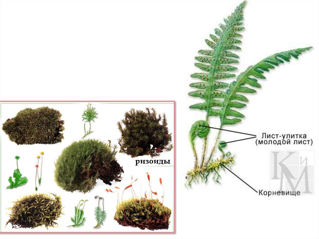 Ризоиды у мхов. Ризоиды фото. У мхов есть ризоиды да или нет. Языковые ризоиды. Ризоиды Ризин гомф.