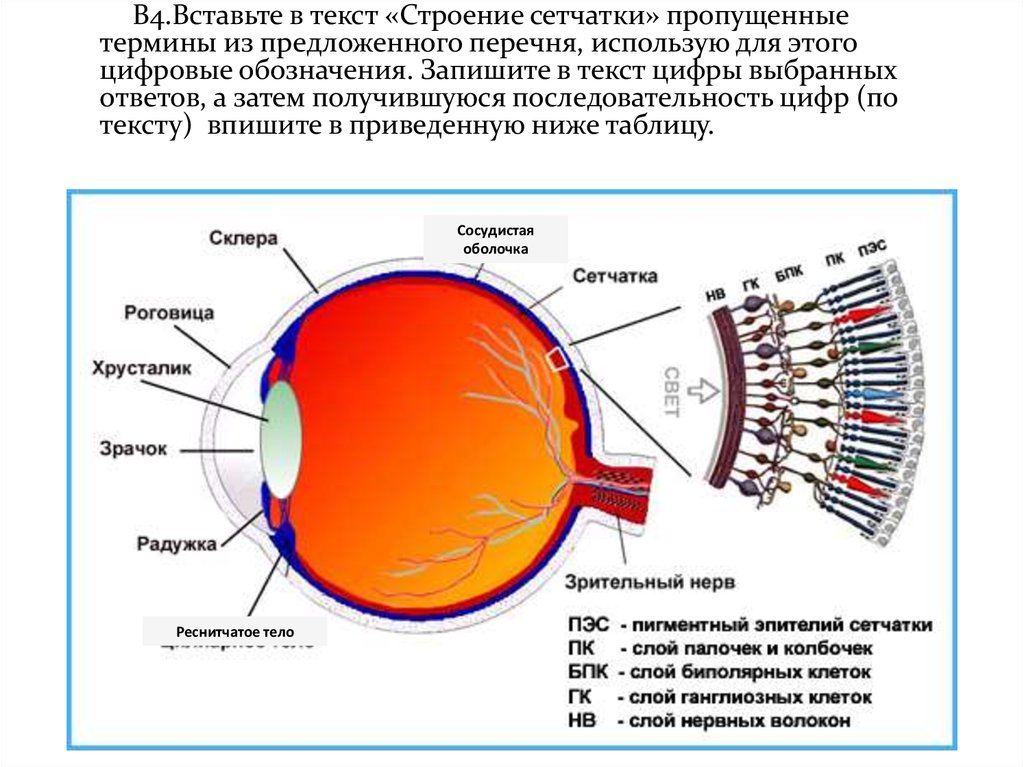 Изображение пропадает если расположено впереди сетчатки. Строение сетчатки глаза анатомия. Сетчатка глаза строение слои. Структура сетчатки глаза анатомия. Функциональные слои сетчатки глазного яблока.