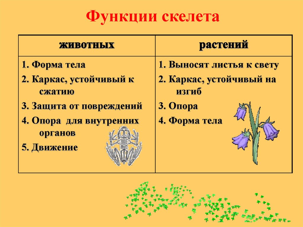 Функции 6 класс. Скелет опора организма 6 класс биология. Скелет опора организма у растений 6 класс биология. Опорные системы растений и животных. Движение и опора у растений и животных.