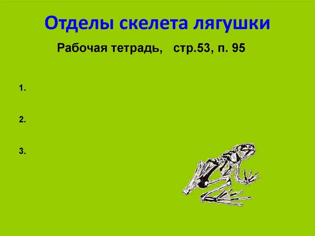 Скелет опора организма 6 класс биология презентация