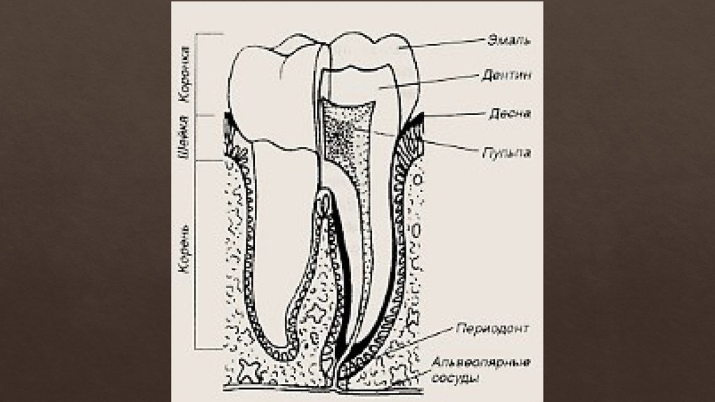 Схема строение зуба человека схема фото