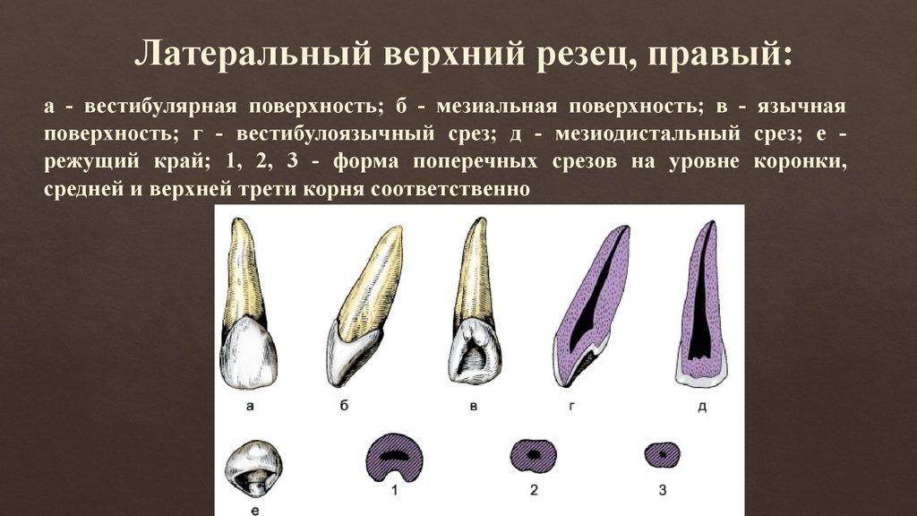 Карта латеральных признаков а п чуприков