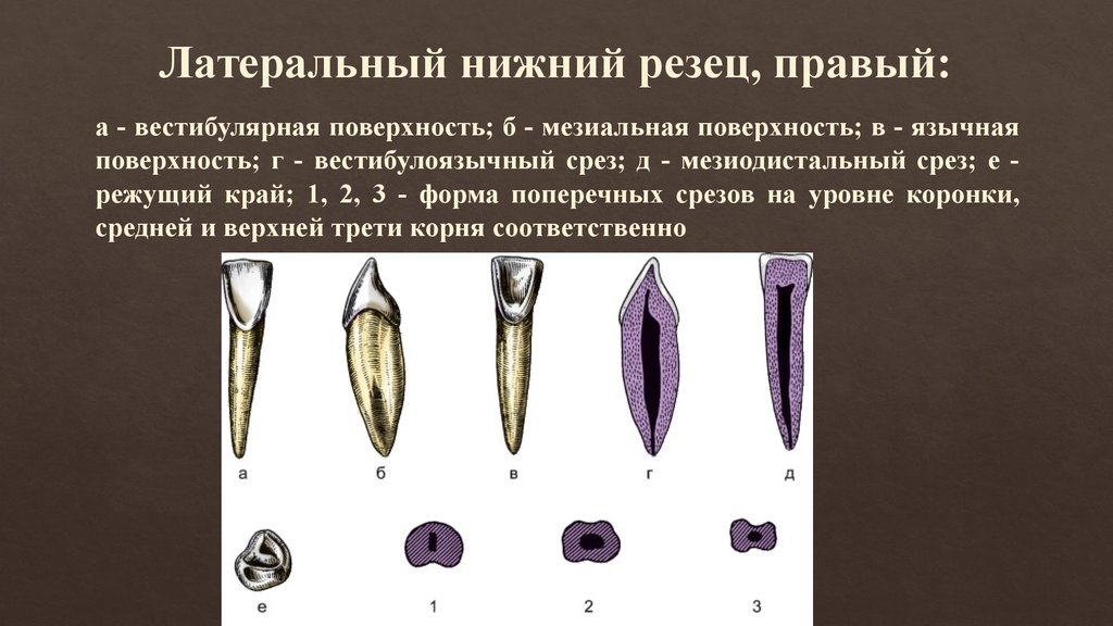 Карта латеральных признаков а п чуприков