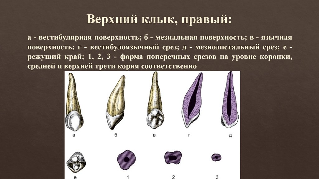 Клыки поверхность зуба. Вестибулярная поверхность клыка. Клык верхней челюсти анатомия. Левый клык верхней челюсти. Клык нижней челюсти анатомия.