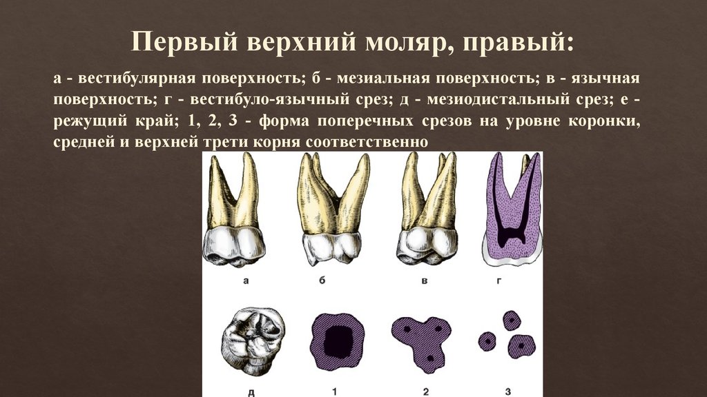Премоляры и моляры предназначены для у млекопитающих. Первый правый верхний моляр анатомия. Третий моляр верхней челюсти рисунок. Первый моляр верхней челюсти анатомия. Третий моляр нижней челюсти анатомия.