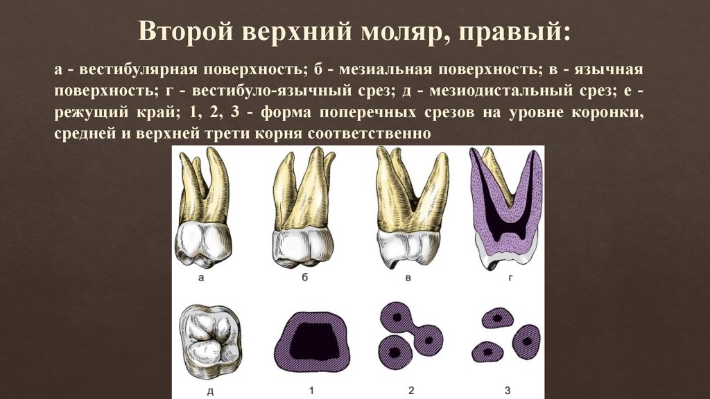 Первый верхний 2. Моляр верхней челюсти анатомия. Первый Нижний моляр анатомия. Второй моляр верх челюсти. 7 Моляр верхней челюсти анатомия.