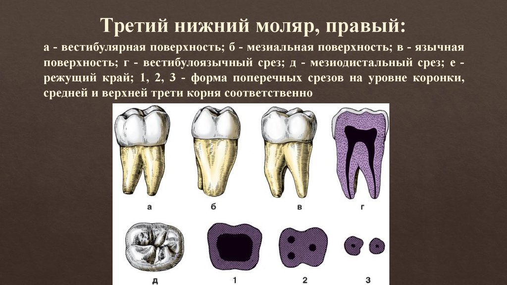 Верхний большой коренной зуб