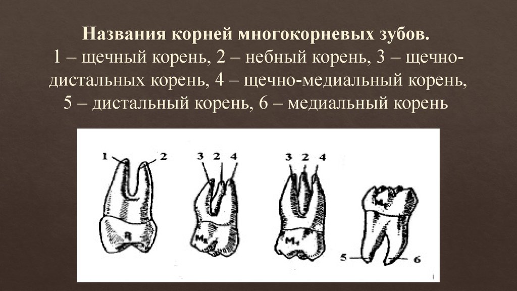 Название корень. Корни зубов щечный небный. Медиальный и дистальный канал зуба. Названия корней многокорневых зубов.