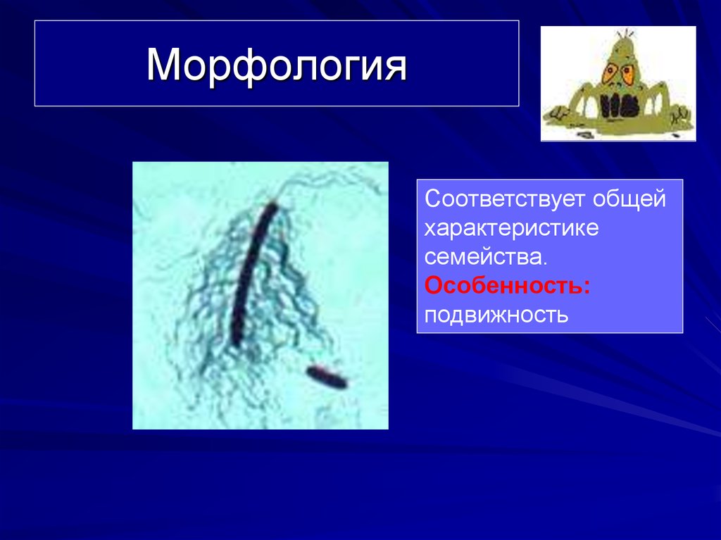 Морфология