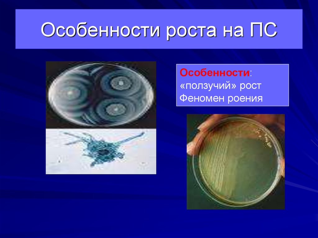 Особенности роста на ПС