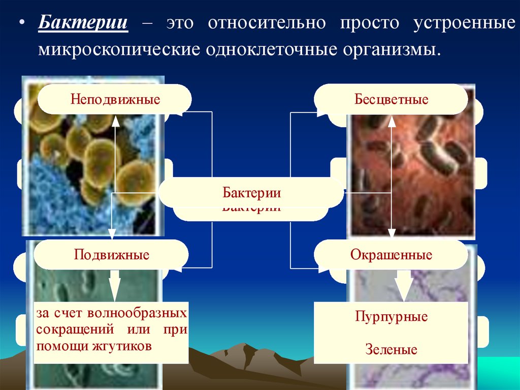Большинства бактерий и грибов. Бактерии-просто устроенные микроскопические организмы. Бактерии это просто устроенные одноклеточные организмы. Подвижные микроорганизмы. Бактерии это устроенные микроскопические.