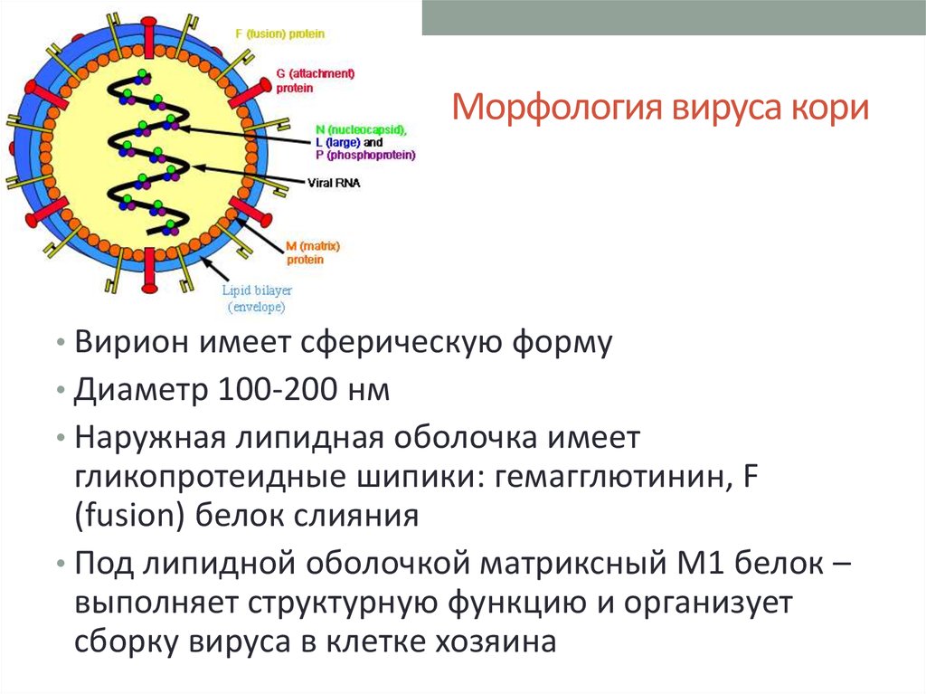 Вирус возбудителя кори. Вирус кори строение микробиология. Вирус кори микробиология морфология. Корь строение вируса. Структура вируса кори.