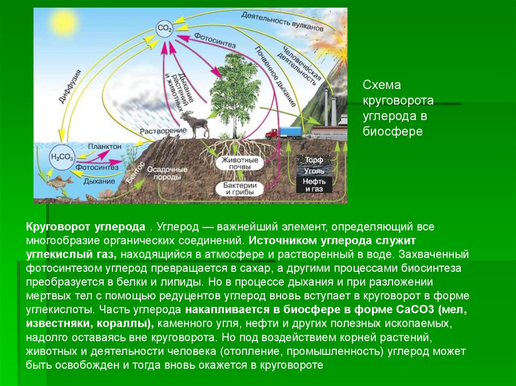 Растения в биосфере является. Биологический круговорот углерода схема. Круговорот углерода в биосфере. Круговорот углерода (по ф. Рамад, 1981). Круговорот углерода в природе схема 9 класс.