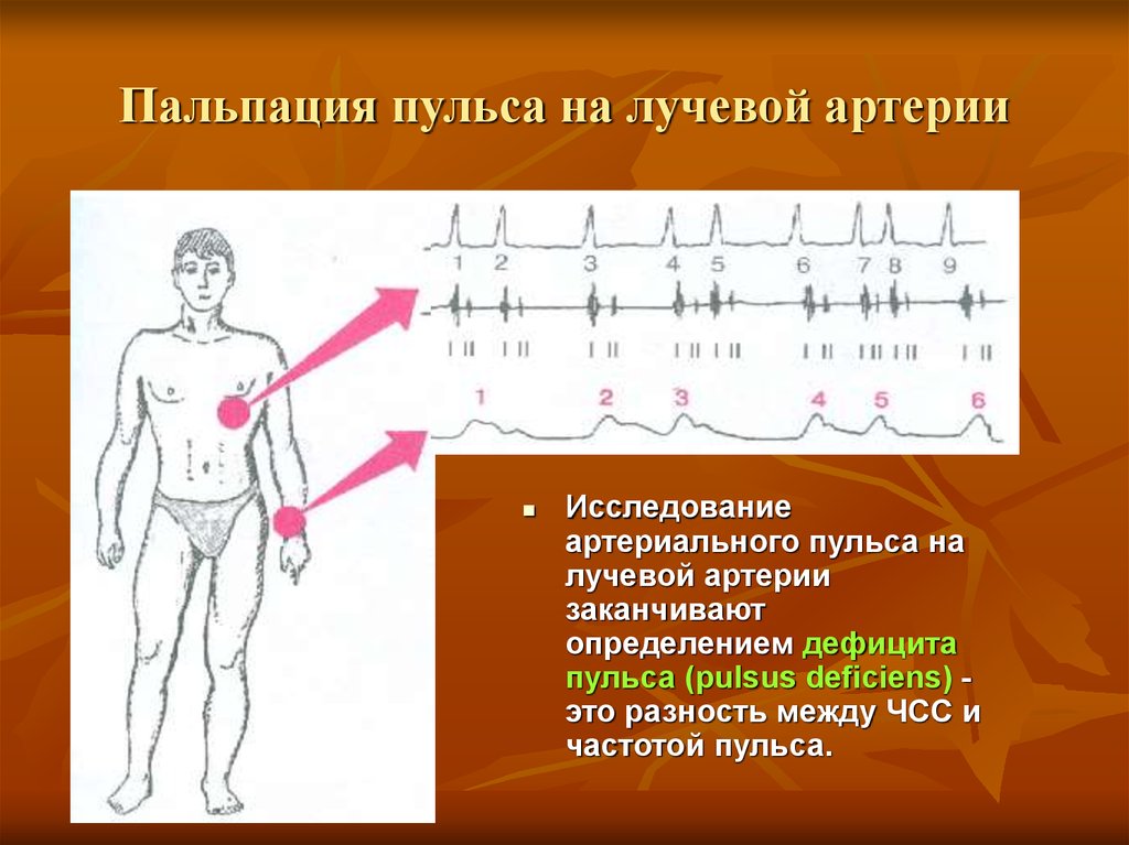 Пальпация плечевых артерий