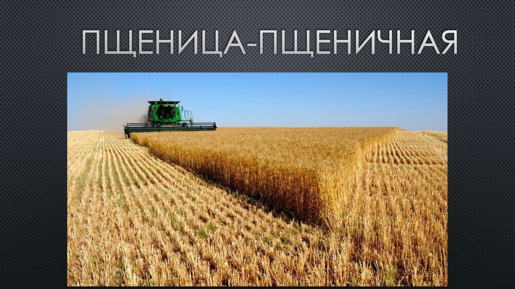 пщеница-пщеничная