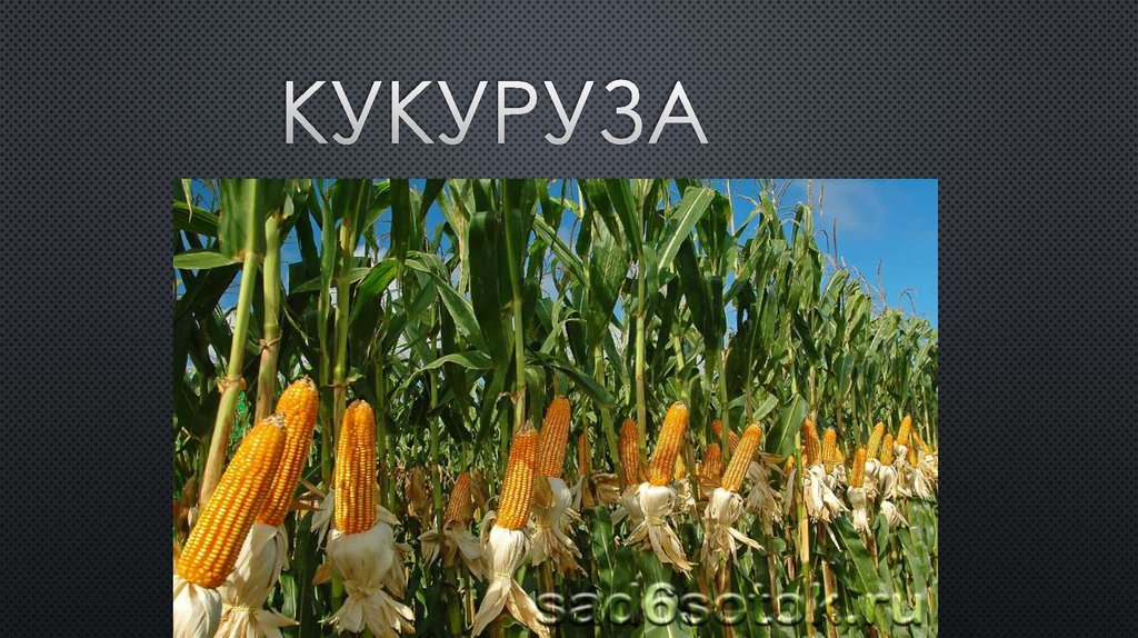 кукуруза
