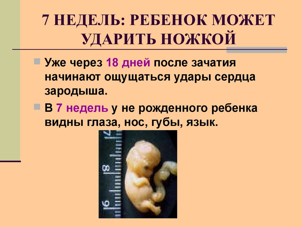 7 недель что происходит с малышом. Эмбрион по неделям беременности 6-7 недель. Как выглядит в 7 недель эмбрион ребенка. Беременность 7 недель выглядит эмбрион. Срок 7 недель беременности.