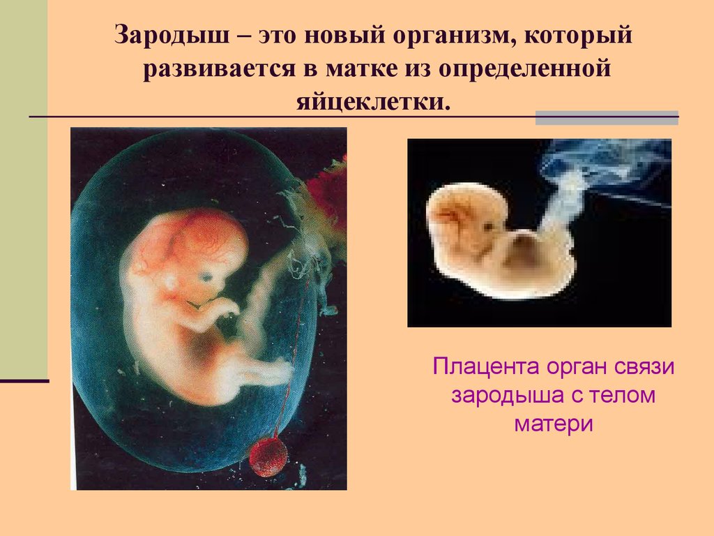 Орган в котором происходит развитие зародыша человека