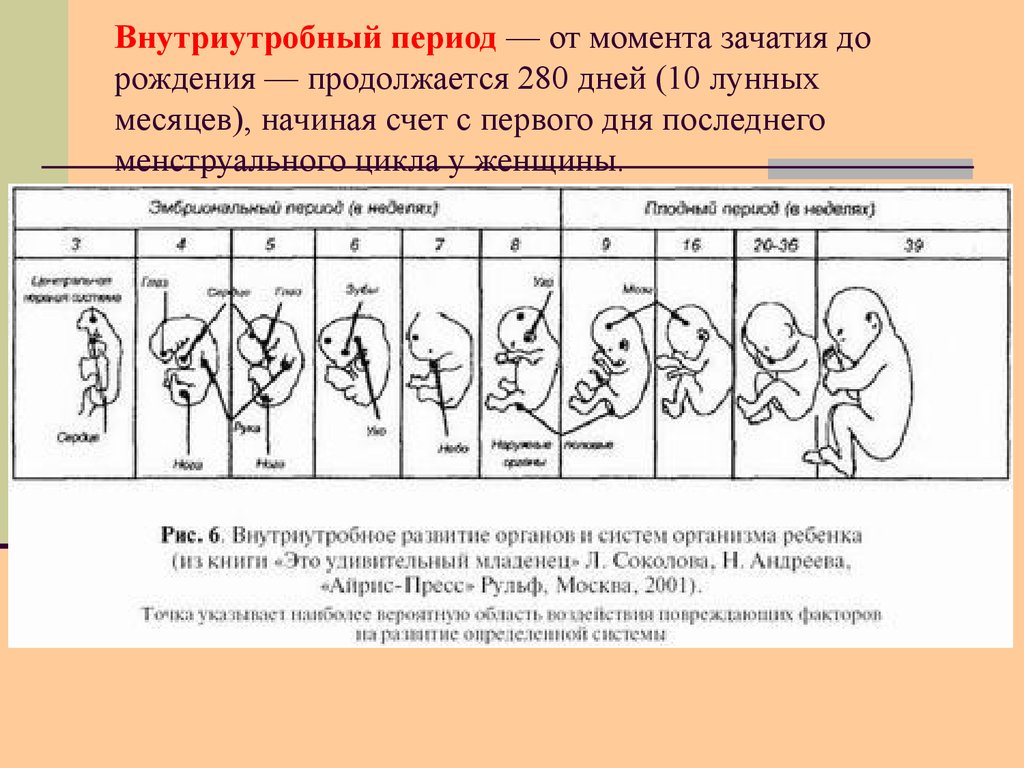Развитие плода по неделям. Стадии развития внутриутробного развития плода. Этапы внутриутробного развития плода таблица. Стадии внутриутробного развития схема. Эмбриональный период развития человека схема.