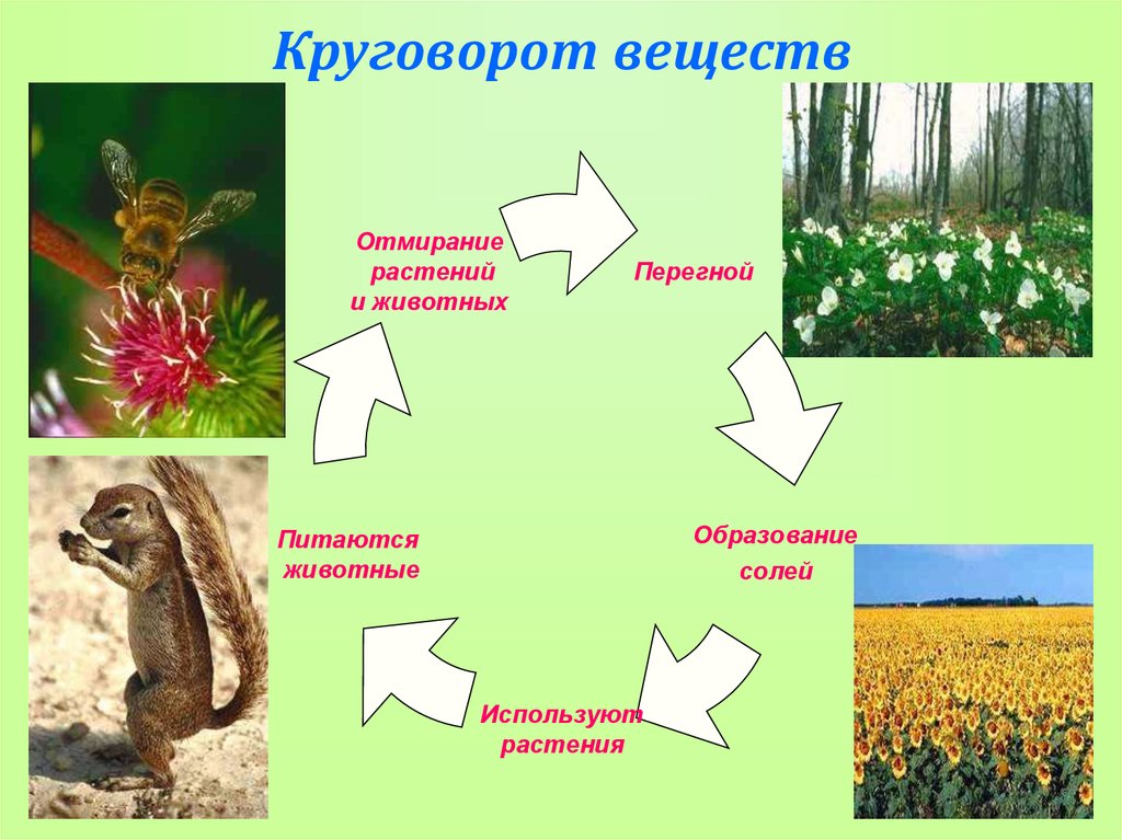 Круговорот веществ в природе 5 класс биология презентация