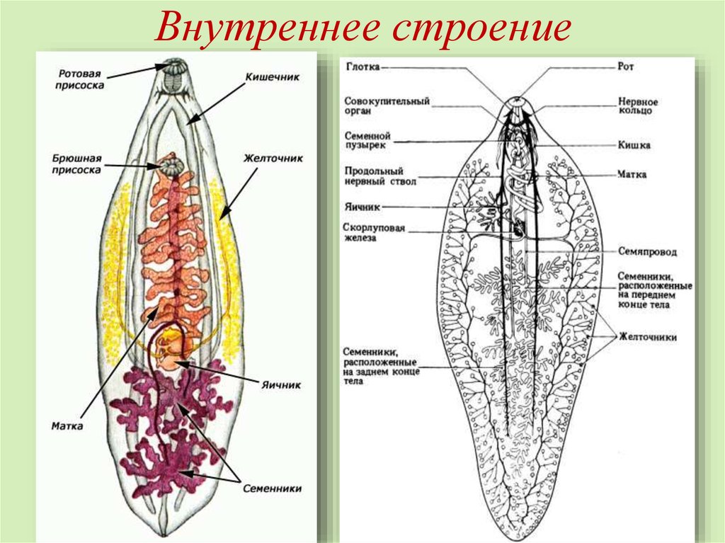 Внутреннее строение плоских червей. Строение типа плоских червей. Строение плоских червей 7. Тип плоские черви рисунок строение. Внешнее строение плоских червей.