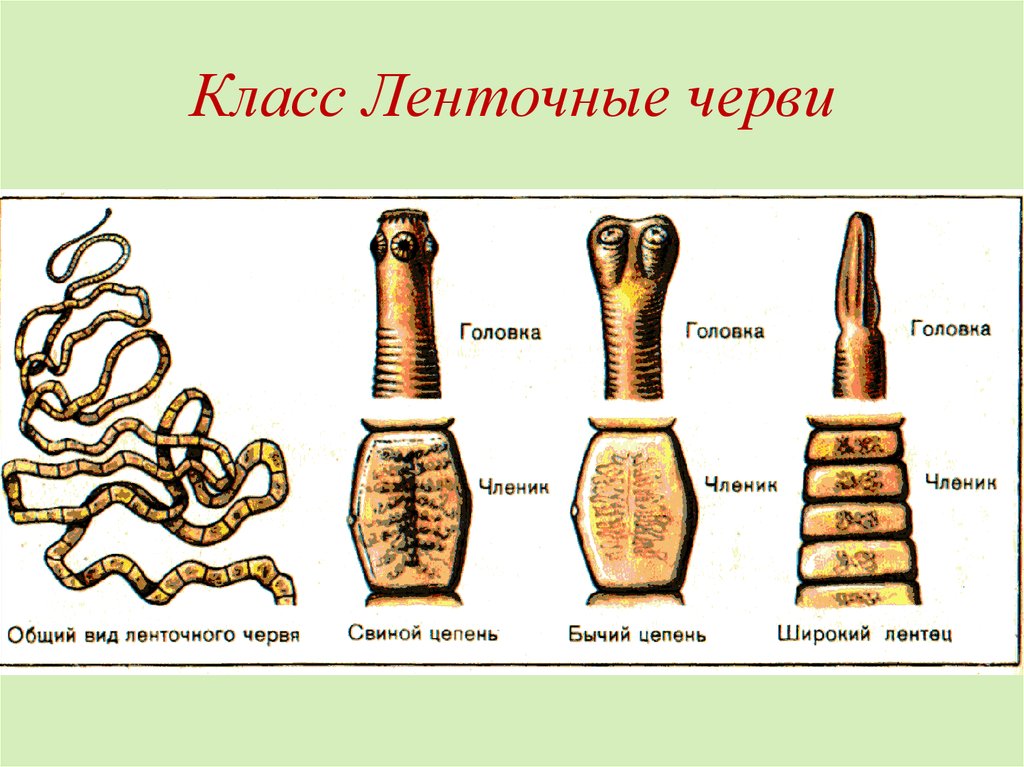 Лентец широкий строение рисунок